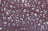 Bearn Wallet Tadelakt Compact