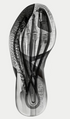 Women's adidas Adizero Boston 13 (Clearance)
