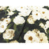 Drew House Hoodie Unisex Loose Casual White Rose Hoodie
