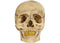 Supreme 4D Model Human Skull Natural