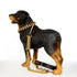 Gold/Silver Cuban Link Dog Rope Leash