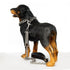 Gold/Silver Cuban Link Dog Rope Leash