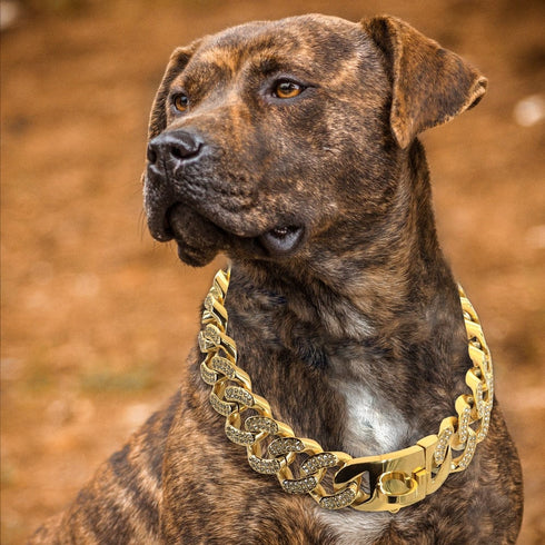 Medium/Large Gold Cuban Link Dog Collar