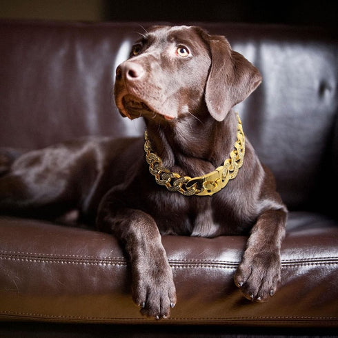 Medium/Large Gold Cuban Link Dog Collar